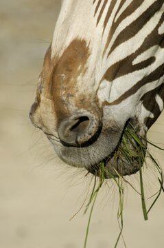 Mouth of a zebra grevyzebra with grass, detail
