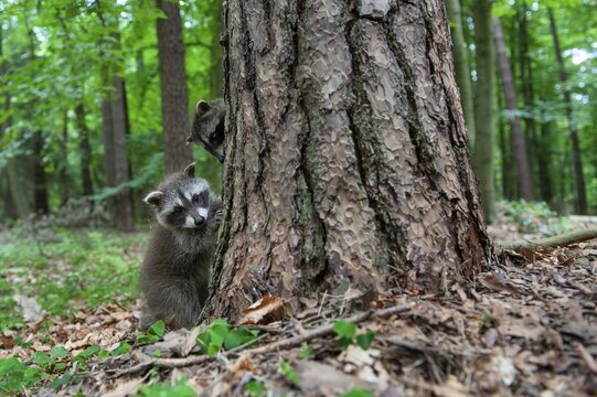 Young raccoon (Procyon lotor) on a discovery tour, Steinhagen, North Rhine-Westphalia, Germany