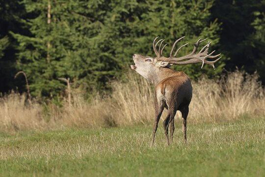 Red deer (Cervus elaphus) during the rutting season, a large stag roaring in a forest clearing, wildlife, Sauerland, North Rhine-Westphalia, Germany