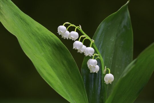 Lily of the valley (Convallaria majalis), flowering, Elllerstadt, Germany