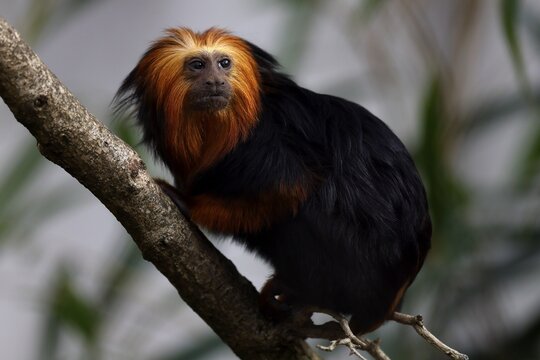 Golden-headed lion monkey (Leontopithecus chrysomelas), sitting on a branch, Germany