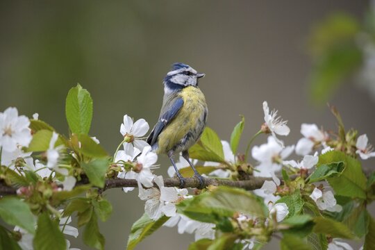 Blue tit, fruit tree blossom, parus caeruleus, birds, spring, garden birds, tits, passeri, songbirds, song birds, jump, tits, birds