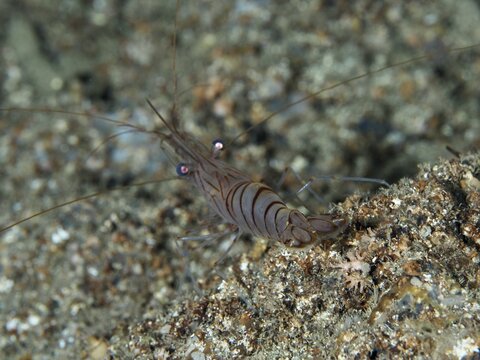 Shrimp with long antennae, saw shrimp, large rock shrimp (Palaemon serratus) on sandy bottom, dive site Les Grottes, Giens peninsula, Provence Alpes C&ocirc;te d'Azur, France