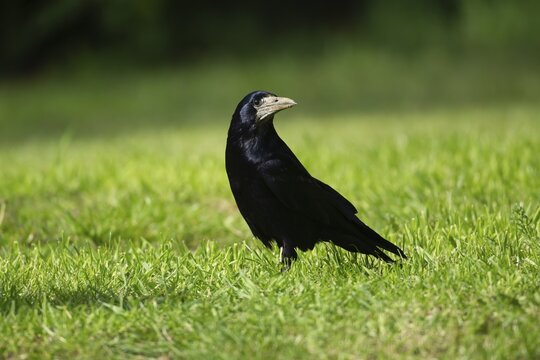 Rook (Corvus frugilegus) adult bird on a garden grass lawn, England, United Kingdom