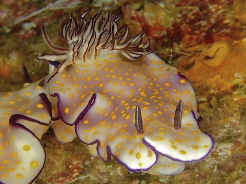 Beautiful Beautiful Hypselodoris with yellow-purple pattern crawling on the seabed, dive site Mermaid Cove, Qantab, Oman