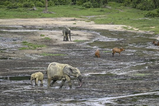 Forest elephants (Loxodonta cyclotis) and bongo antelopes (Tragelaphus eurycerus) in the Dzanga Bai forest clearing, Dzanga-Ndoki National Park, Unesco World Heritage Site, Dzanga-Sangha Complex of Protected Areas (DSPAC), Sangha-Mba&eacute;r&eacute; Prefecture, Central African Republic