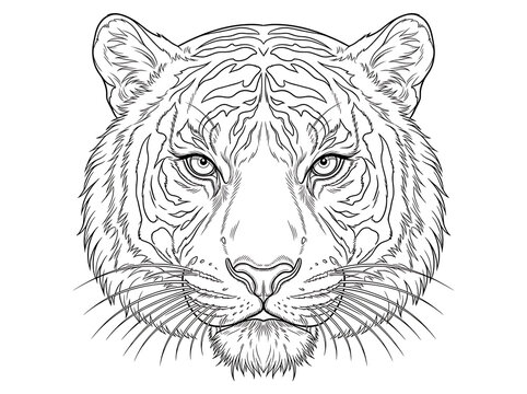 Detailed Tiger Face Front View Portrait Line Art Vector Illustration   