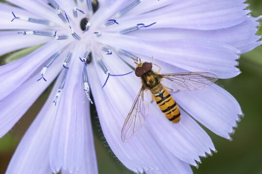 Common hoverfly (Eupeodes corollae) adult insect feeding on a garden Chicory flower in summer, England, United Kingdom