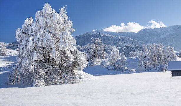 Winter landscape with snow-covered tree in front of the Heimgartren 1791m, Ohlstadt, Loisachtal, The Blue Country, Bavarian Alps, Upper Bavaria, Bavaria, Germany