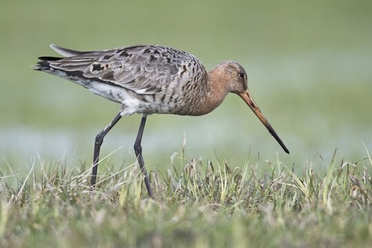 Black-tailed godwit (Limosa limosa), standing in a meadow, Lower Saxony, Germany