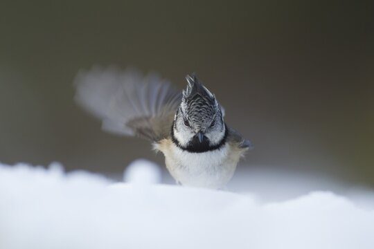 Crested tit (Parus cristatus) adult bird stretching its wing standing in snow in winter, Scotland, United Kingdom