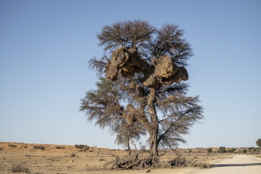 Sociable weaver Community nests (Philetairus socius) in tree, Kgalagadi Transfrontier Park, Northern Cape, South Africa
