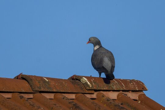 Pigeon sitting on a tiled roof in front of a cloudless sky, wood pigeon (Columba palumbus), wildlife, Germany