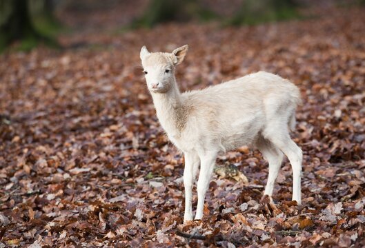 Fallow deer (Dama dama), doe