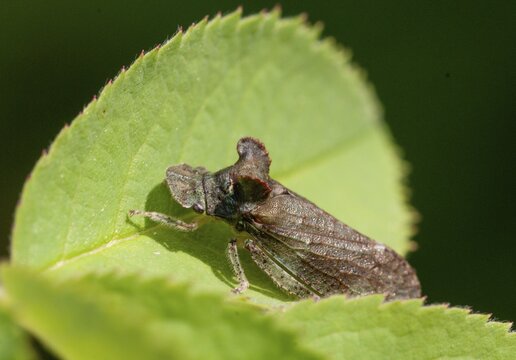 Auchenorrhyncha, cicadellidae, cicadomorpha, common ear cicada, hemiptera, horned leaf hopper, ledra aurita, ear cicada, ear chirp, round-headed cicada, beak kerf, dwarf cicadas, insects, cicadas