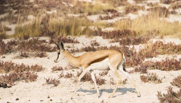 Springbok (Antidorcas marsupialis), Etosha National Park, Namibia