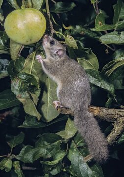 Edible dormouse, fat dormouse, glis glis, rodents, rodentia, dormice, dormice, dormouse, foraging, garden, high size, portrait format, mammals, foraging, rodents, sleepers, mixed fruit, mammals