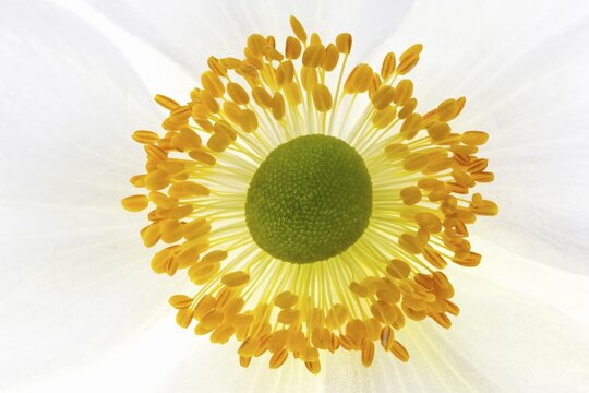 White chinese anemones (Anemone hupehensis), flower, macro photo, Germany