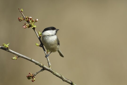 Willow Tit (Parus montanus) sitting on cherry (Prunus) tree, Wilden, North Rhine-Westphalia, Germany