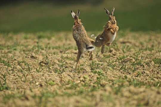 European hare (Lepus europaeus) Mating season, so-called gathering time, males quarrelling with each other, Lower Austria, Austria