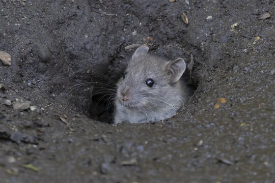 European brown rat (Rattus norvegicus) adult animal emerging from its burrow hole entrance, England, United Kingdom