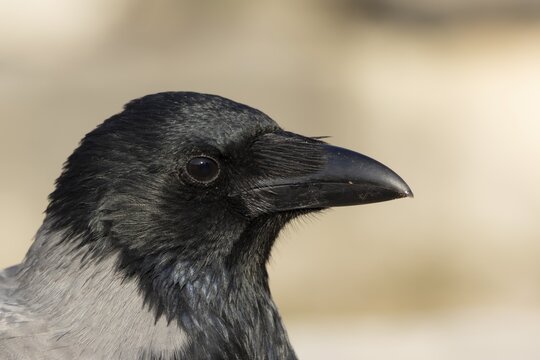 Hooded crow (Corvus cornix) adult bird head portrait, Rome, Italy