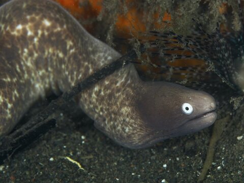 A white-eyed moray eel (Gymnothorax thyrsoideus) winds its way across the sandy seabed in a natural underwater environment, Puri Jati dive site, Umeanyar, Bali, Indonesia
