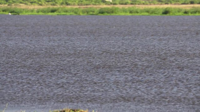 アンボセリ国立公園の湖沼に浮かぶカバ、風にさざめく水面と草地（Hippo in Amboseli Wetland, Kenya）
