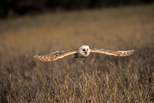 Common barn owl (Tyto alba), adult, flying over meadow, calling, Slovakia