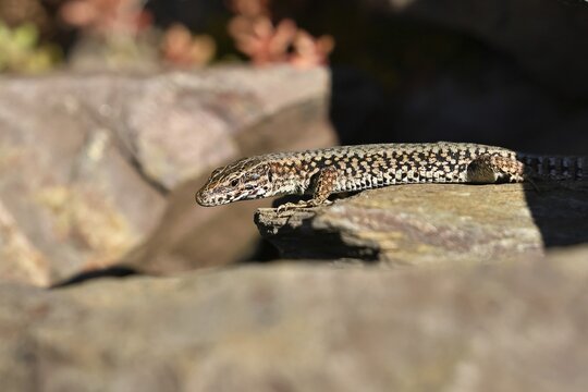 Wall lizard (Podarcis muralis), European wall lizard, in a vineyard, portrait, reptiles, animals, lizards, Cochem, Moselle, Rhineland-Palatinate, Germany