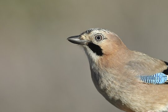 Eurasian jay (Garrulus glandarius), animal portrait, Wilden, North Rhine-Westphalia, Germany