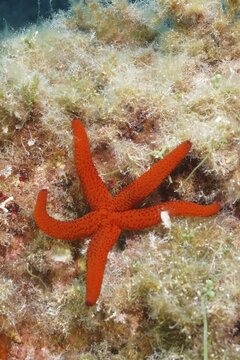 A red starfish (Echinaster sepositus) lies on an algae-covered seabed in the Mediterranean Sea near Hy&egrave;res, Giens Peninsula dive site, Provence Alpes C&ocirc;te d'Azur, France