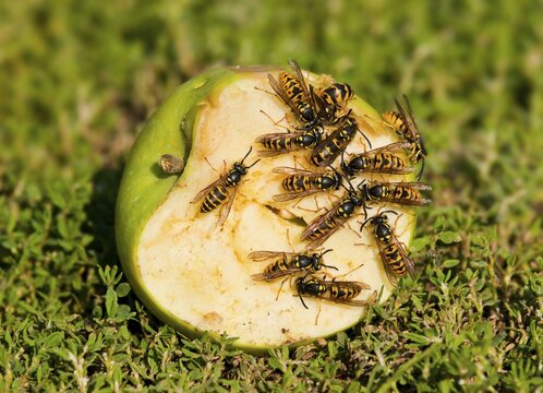 German wasps (Vespula germanica), on a sliced-open apple, Germany