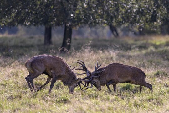 Red deer (Cervus elaphus), rutting fight of two capital stags in a meadow, Zealand, Denmark