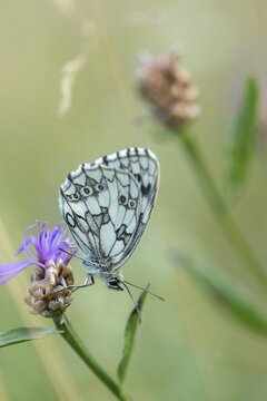 Board game, women's board, marbled white, melanargia galathea, checkerboard, butterfly, high size, portrait format, insects, butterfly, butterfly, butterfly