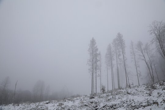 Spruce forest destroyed by bark beetle in winter in foggy weather, North Rhine-Westphalia, Germany