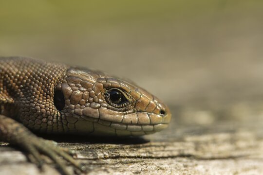 Common lizard (Zootoca vivipara) adult reptile basking on a wooden sleeper, England, United Kingdom
