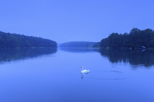 Swan on the lake Schmaler Luzin zur blauen Stunde, Lake, Feldberger Seenlandschaft, Mecklenburg-Vorpommern, Germany
