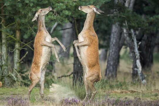 Alt animals in dispute of the red deer ( Cervus elaphus) in blooming heath, beating with runs, National Park De Hoge Veluwe, Netherlands