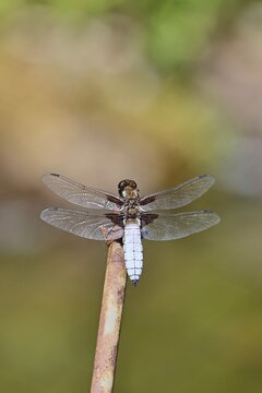 Flat-bellied dragonfly (Libellula depressa), family of damselflies (Libellulidae), male sitting on a fence top in the garden, close-up, Wilnsdorf, North Rhine-Westphalia, Germany