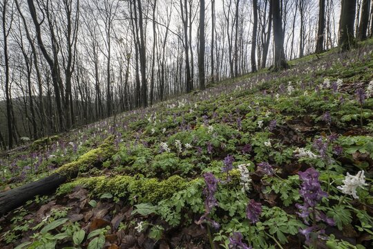 Hollow larkspur (Corydalis cava), Bad Iburg, Lower Saxony, Germany