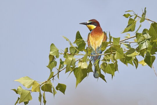 European bee-eater (Merops apiaster) two animals sitting on a branch of a poplar tree, pair of animals, Lake Neusiedl, Burgenland, Austria