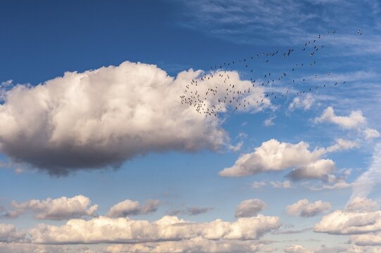 A flock of cranes (Grus grus) against a cloudy sky during their autumn migration, Vechta, Lower Saxony, Germany