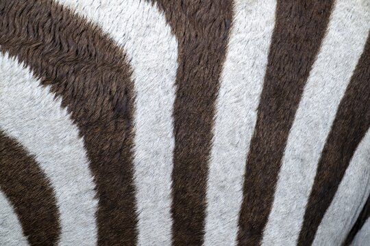 Steppe zebra (Equus quagga), detail, coat pattern, Serengeti National Park, Tanzania