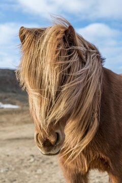 Icelandic horse (Equus islandicus), brown, with blown mane, animal portrait, Southern Iceland, Iceland