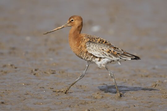 Black tailed godwit (Limosa limosa) adult male wading bird in summer plumage on a coastal mudflat, England, United Kingdom