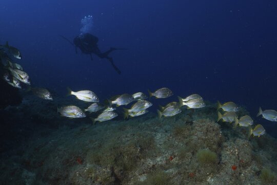 A diver behind a school of Bastard Grunt (Pomadasys incisus) in deep blue water, Roca Jolia dive site, Las Galletas, Tenerife, Canary Islands, Spain