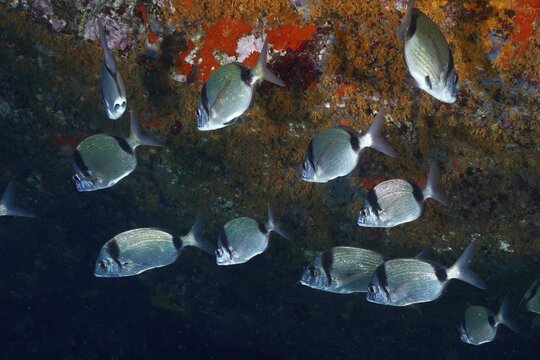Shoal of silver fish, two-banded bream (Diplodus vulgaris), in front of a coral wall, dive site L'anse aux bl&eacute;s, Giens peninsula, Provence Alpes C&ocirc;te d'Azur, France