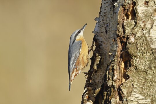 European nuthatch (Sitta europaea), on the trunk of a birch tree, Wilnsdorf, North Rhine-Westphalia, Germany
