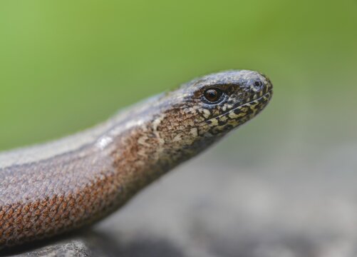 Anguis fragilis, slow worm, western slow worm, blindworm, deaf adder, hazelworm, reptiles, lizards, long-cripple, reptilia, reptiles, slowworm